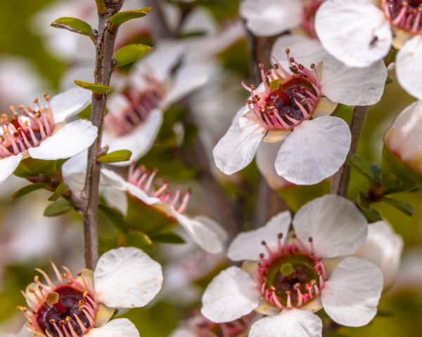 Manuka flowers NZ Flower essence therapy with Soulstars Vanessa Kenny Kapiti